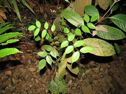 Image result for Rourea