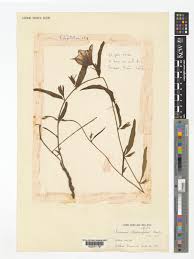 Image result for Ipomoea blepharophylla