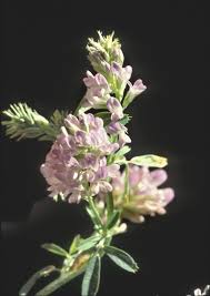 Image result for Medicago sativa