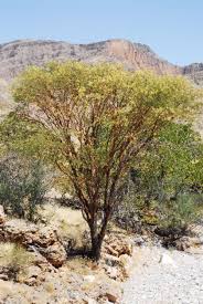 Image result for Acacia montigena