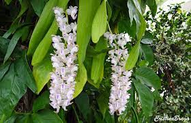 Orquidea Aerides Odoratum Flores E Folhagens