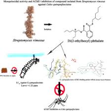 Image result for Kotschya uguenensis