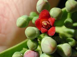 Image result for Canellaceae