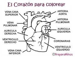 Sí, te estamos haciendo seo negativo (100% gratis y efectivo) Partes Del Corazon Para Colorear Dental Hygiene School Medical Anatomy Science For Kids