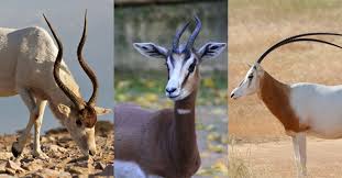Exotic animals and pets for sale in texas, we specialize in hand raised babies, hedgehogs for sale Nra Hunters Leadership Forum The Truth About Texas Exotic Wildlife