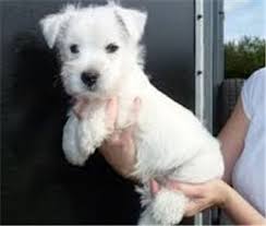 Westies in need (win) is the largest westie rescue organization in canada. Pet Rescue Larabague Gmail Com Rescue Team Small Breeds Of Pups For Adoption Larabague Gmail Com Free Puppies Puppy Adoption Westie Puppies For Sale