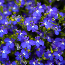 Image result for lobelia