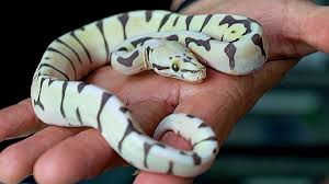 The ball pythons for sale are guaranteed eating , and sexed correctly. 13 Rare Ball Python Morphs Snaketracks Com