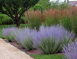 Russian Sage Grasses Landscaping Plants Dream Garden