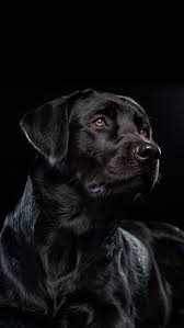 Pin By Sarp Kokluer On Wallpapers For Iphone 7plus Smartest Dogs Beautiful Dogs Black Labrador Retriever