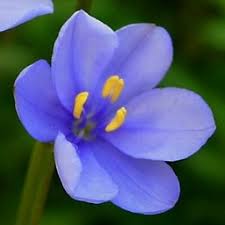 Image result for Aristea angolensis