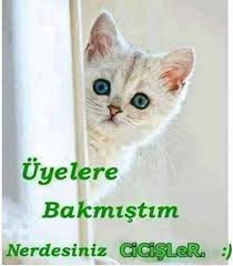 Sevin Seymener Adli Kullanicinin Mizah Panosundaki Pin Komik Cocuklar Komik Hayvan Videolari Komik Goruntuler