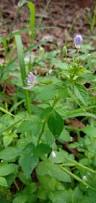 Image result for Cleome rutidosperma