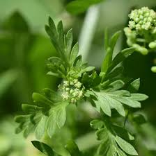 Image result for Coronopus didymus