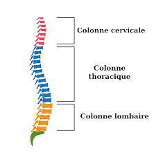 Check spelling or type a new query. L Explication Complete Pourquoi A T On Le Dos Qui Craque Un Dos En Paix