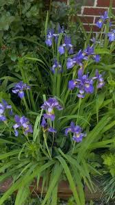 Pin By April Smith On Gardens Deer Resistant Landscaping Deer Resistant Garden Deer Resistant Plants