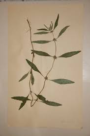 Image result for Hyptis lanceolata