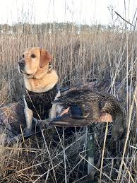 Dt, dependable and tough, and the dt master retriever 1100 is no exception. Master Retriever 1100 Camo Mr1100 Camo 199 99 Grain Valley Dog Supply Distributor Catalog