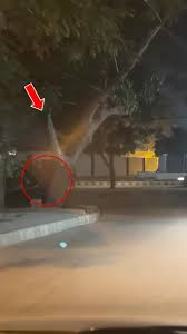 Laal Dulhan - Full Body Shot