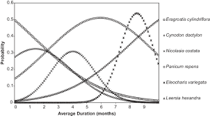 Image result for Nicolasia costata