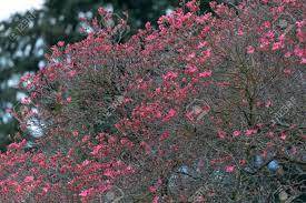 Flowering dogwood pink flower tree canada. Pink Dogwood Tree At Vancouver Bc Canada Stock Photo Picture And Royalty Free Image Image 147942367