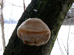 Image result for Phellinus pomaceus