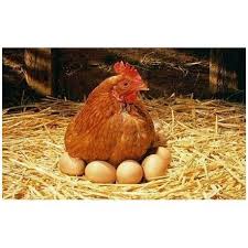 Image De Nid De Poules Vivantes Recherche Google Kippeneieren Kippen En Kuikens Kippenhok