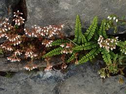 Image result for Asplenium