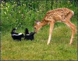 Kokarcalar Ile Ceylan Bambi Cok Sirin Hayvanlar Hayvan Bebekler Evcil Hayvanlar