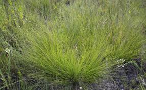 Image result for Sporobolus welwitschii