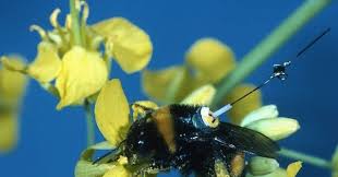 Here are three other examples of mutualistic relationships: Flying Math Bees Solve Traveling Salesman Problem Wired