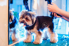 El yorkshire terrier o terrier de yorkshire es un perro de tamaño pequeño. Female Groomer Haircut Yorkshire Terrier On The Table For Grooming Stock Photo Picture And Royalty Free Image Image 98031968