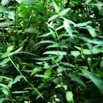 Image result for Persicaria barbata