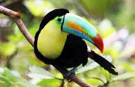 Pin En Fauna Mexicana