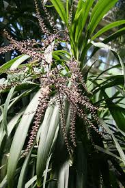 Image result for Cordyline stricta