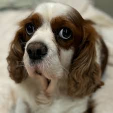 Sweetheart foster boy Freddie is...