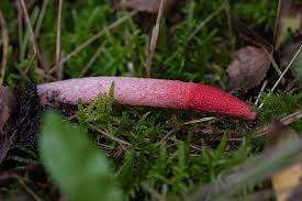 Image result for Mutinus caninus