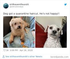 Cute goldendoodle puppy with black bow tie. 30 Times Quarantined People Tried Grooming Their Dogs And Realized What The Professionals Are For Bored Panda