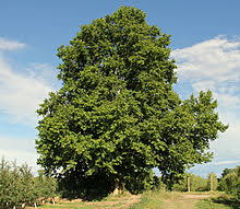 Platan premium (5,0 % vol.), a lager. Platan Wikislownik Wolny Slownik Wielojezyczny
