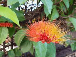 Image result for Combretum sp. A