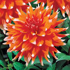 3 Count Holland Festival Dahlia Bulbs Lb21751 Lowes Com In 2021 Planting Bulbs Growing Dahlias Bulbs And Seeds