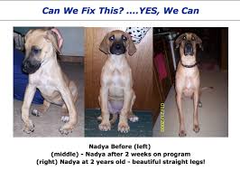 Quarter creek danes se, ohio great danes, somerset, ohio. How To Identify A Great Dane Puppy Which Is Prone To The Bowing Of The Legs While Buying It Quora