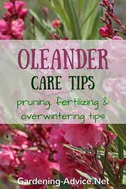 Oleander Plant Care Instructions Oleander Plants Plant Care Instructions Plant Care
