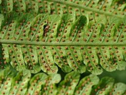 Image result for Christella dentata