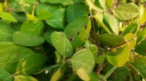 Image result for Macrotyloma