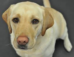 Dsc 0113 Jpg 2 747 2 114 Pixels Yellow Labrador Retriever Labrador Retriever Dog Coats