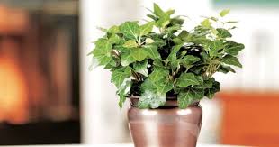 観葉植物アイビーの種類いくつ知っていますか ひとはなノート