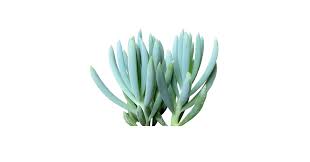 Image result for Senecio letouzeyanus