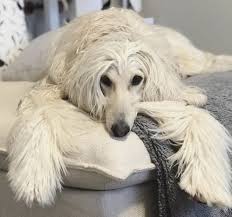 I tried another groomer and she hurt my dog. Afghanhound Afghan Hound Dogs Animals