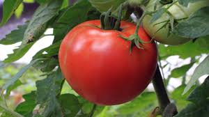Tomato, roma vf ★★★★★ ★★★★★ 4.4 out of 5 stars. Master Gardeners Offer Tips For Growing Tomatoes